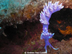 I personally think the Nudibranch is Ideal to practice on... by Andrew Paul Cunliffe 